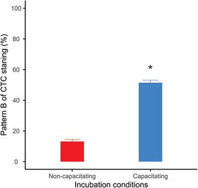 Capacitation promotes a shift in energy metabolism in murine sperm